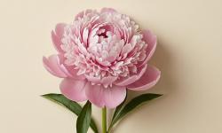 Featured image of post 随笔
